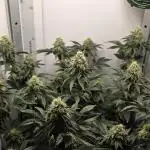 First VGrow - Kawazaki im Smart Zelt