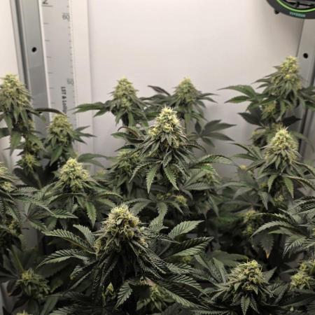 First VGrow - Kawazaki im Smart Zelt