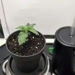 First VGrow - Kawazaki im Smart Zelt
