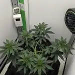 First VGrow - Kawazaki im Smart Zelt