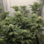 First VGrow - Kawazaki im Smart Zelt
