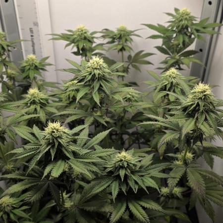 First VGrow - Kawazaki im Smart Zelt