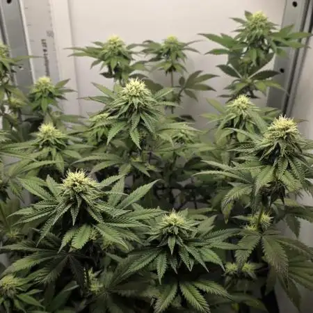 First VGrow - Kawazaki im Smart Zelt