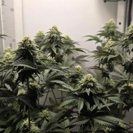 First VGrow - Kawazaki im Smart Zelt