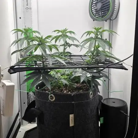 First VGrow - Kawazaki im Smart Zelt