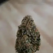 First VGrow - Kawazaki im Smart Zelt