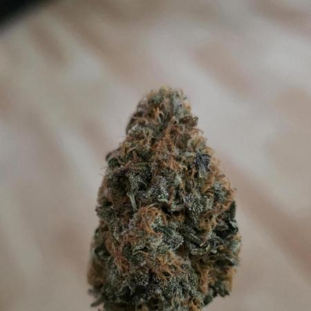 First VGrow - Kawazaki im Smart Zelt