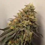 First VGrow - Kawazaki im Smart Zelt