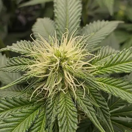 First VGrow - Kawazaki im Smart Zelt