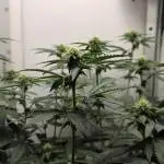 First VGrow - Kawazaki im Smart Zelt