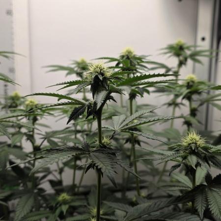 First VGrow - Kawazaki im Smart Zelt