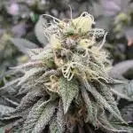 First VGrow - Kawazaki im Smart Zelt