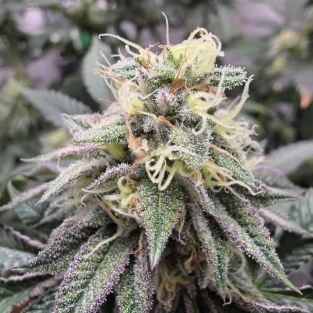 First VGrow - Kawazaki im Smart Zelt