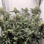 First VGrow - Kawazaki im Smart Zelt