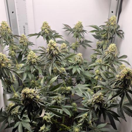 First VGrow - Kawazaki im Smart Zelt