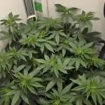 First VGrow - Kawazaki im Smart Zelt