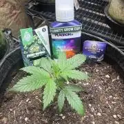 Sticky Broccoli - Zamnesia