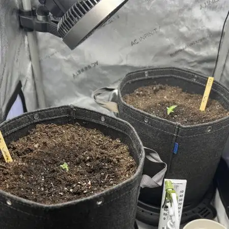 Orange Sherbet FF and Trop Cook FF