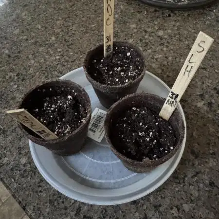 Gonzo's 1st Grow- ILGM