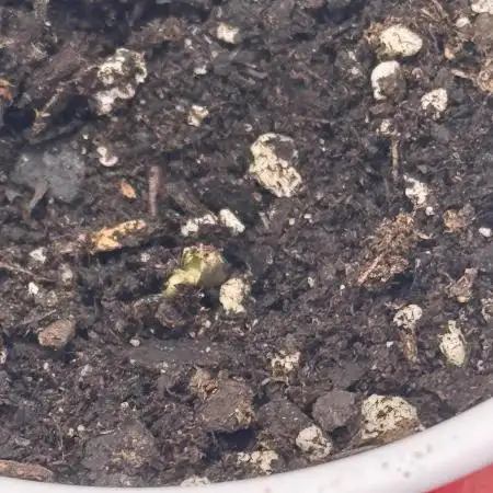IN HOUSE JELLY BREATH S1 GROW #1