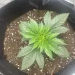 IN HOUSE JELLY BREATH S1 GROW #1