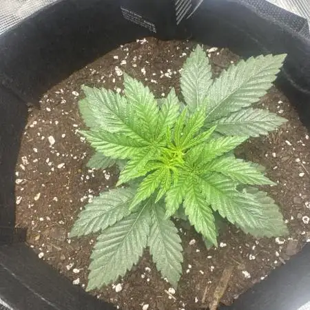 IN HOUSE JELLY BREATH S1 GROW #1