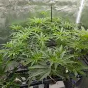 ce Cream Runtz & a little Sour Fraise