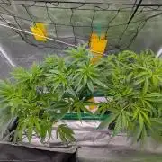 First DWC grow (third try)