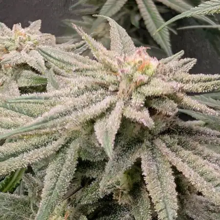 First DWC grow (third try)