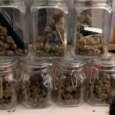 Critical Kush & Mimosa Evo by Barney's