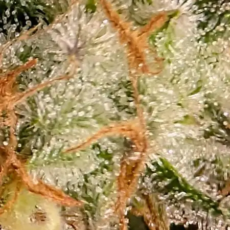 Critical Kush & Mimosa Evo by Barney's