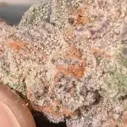ce Cream Runtz & a little Sour Fraise