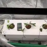 First DWC grow