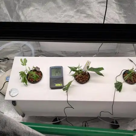 First DWC grow