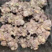 First DWC grow (third try)