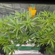 First DWC grow (third try)