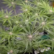 First DWC grow (third try)