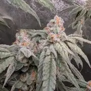 ce Cream Runtz & a little Sour Fraise