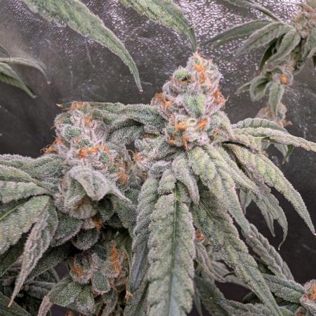 ce Cream Runtz & a little Sour Fraise