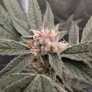 ce Cream Runtz & a little Sour Fraise
