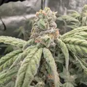 ce Cream Runtz & a little Sour Fraise