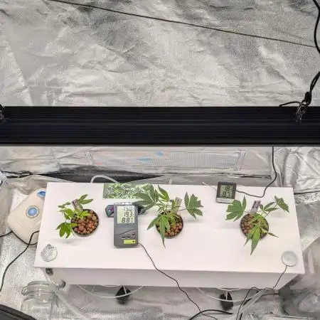 First DWC grow