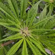 First DWC grow (third try)