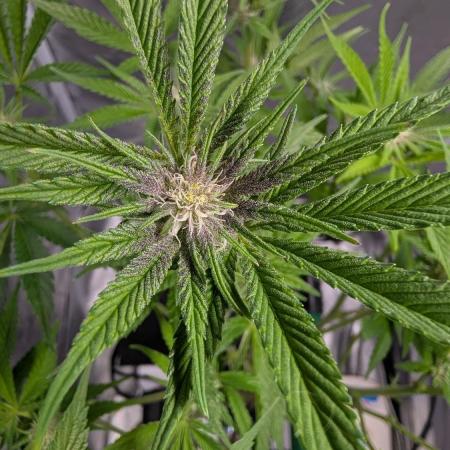 First DWC grow (third try)