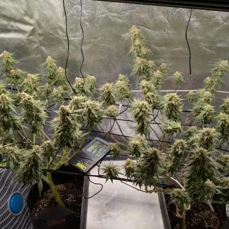 Critical Kush & Mimosa Evo by Barney's