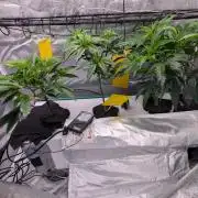 First DWC grow (third try)