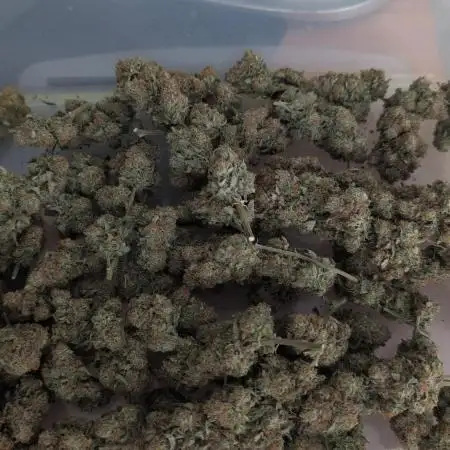 Critical Kush & Mimosa Evo by Barney's