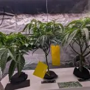 First DWC grow (third try)