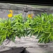 First DWC grow (third try)