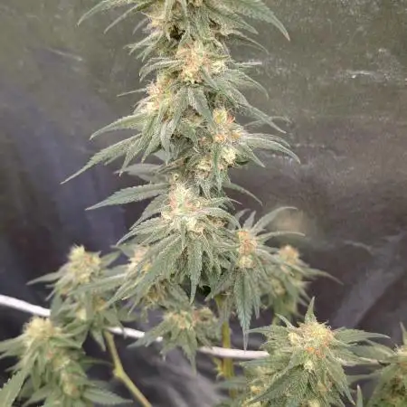 Critical Kush & Mimosa Evo by Barney's